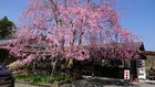 桜がきれい